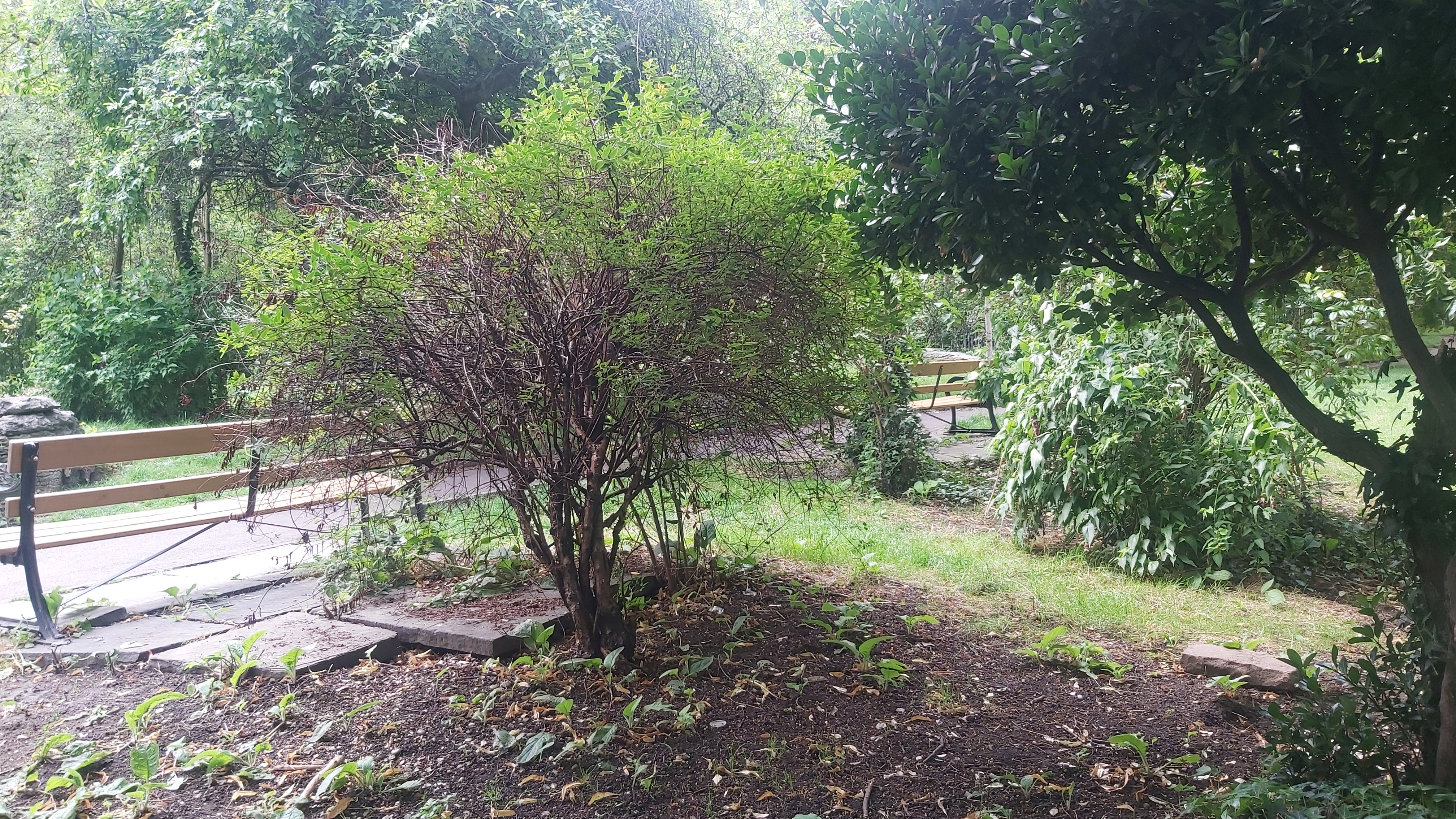 Trees, bushes, and benches in a green park.